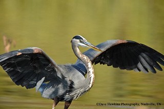 Tennessee's Watchable Wildlife
