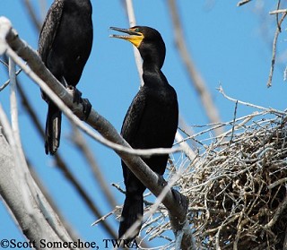 Tennessee's Watchable Wildlife