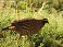 Tennessee's Watchable Wildlife