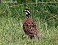 Tennessee's Watchable Wildlife