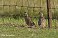 Tennessee's Watchable Wildlife
