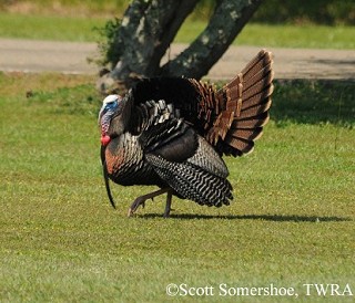 Tennessee's Watchable Wildlife