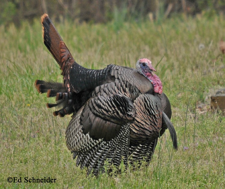 Tennessee Watchable Wildlife Wild Turkey Habitat TENNESSEE