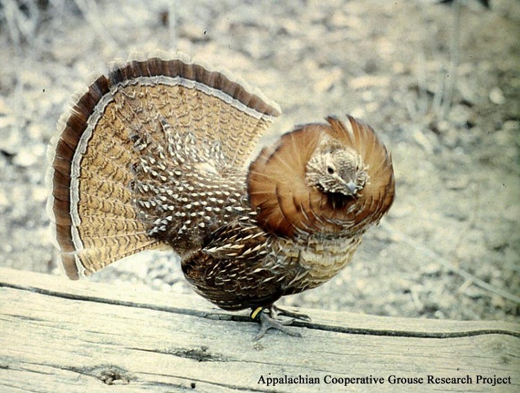 woodworking for wildlife in tennessee