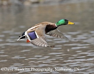 Tennessee's Watchable Wildlife