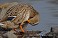 Tennessee's Watchable Wildlife