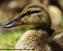 Tennessee's Watchable Wildlife