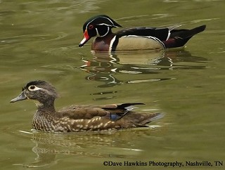 Tennessee's Watchable Wildlife