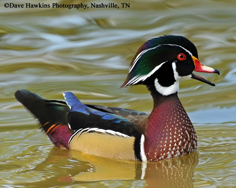 Tennessee Watchable Wildlife Wood Duck Habitat 1