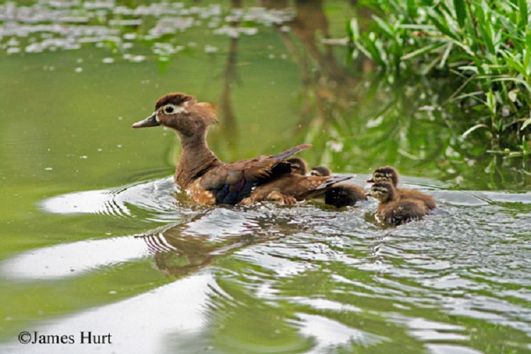 Tennessee Watchable Wildlife Wood Duck Habitat 1