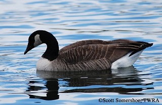 Tennessee's Watchable Wildlife