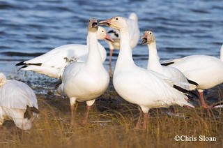 Tennessee's Watchable Wildlife