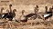 Tennessee's Watchable Wildlife