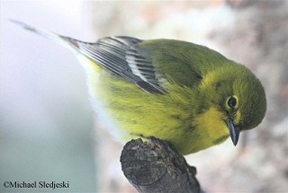 Tennessee's Watchable Wildlife