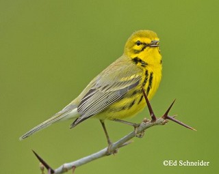 Tennessee's Watchable Wildlife