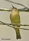 Tennessee's Watchable Wildlife