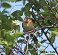 Tennessee's Watchable Wildlife