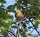 Tennessee's Watchable Wildlife