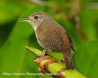 Tennessee's Watchable Wildlife