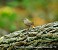 Tennessee's Watchable Wildlife