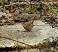 Tennessee's Watchable Wildlife