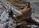 Tennessee's Watchable Wildlife