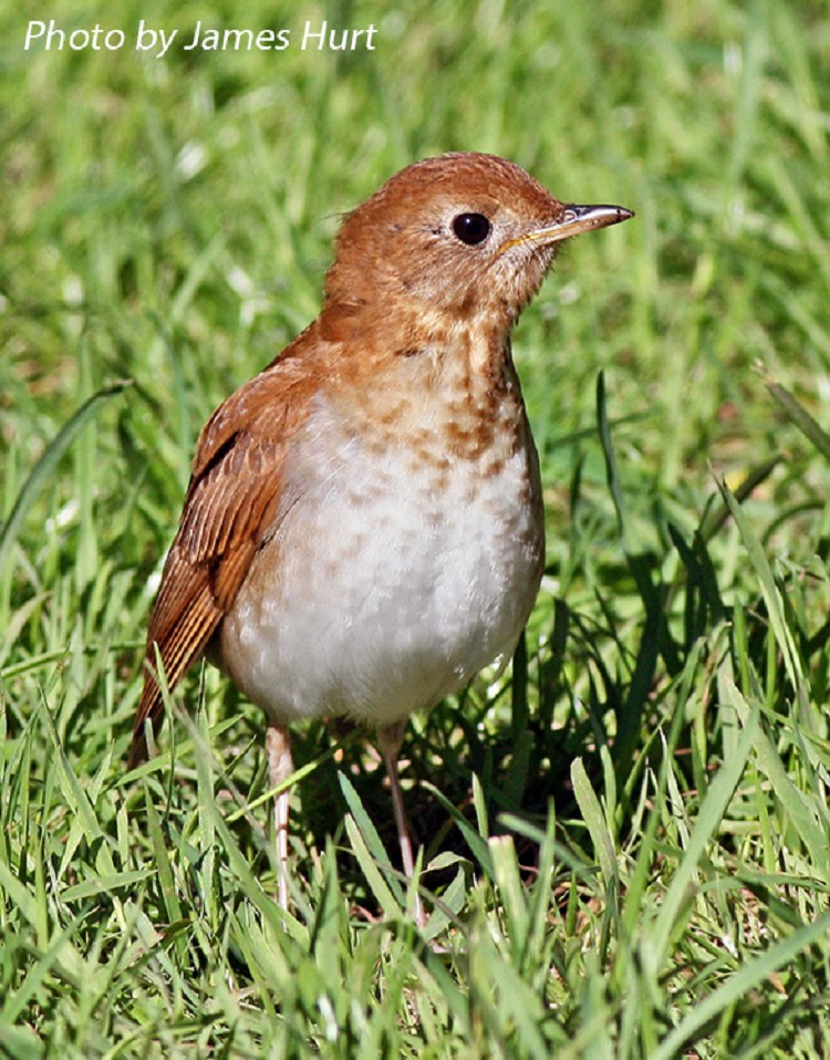 Tennessee Watchable Wildlife Veery Habitat FOREST