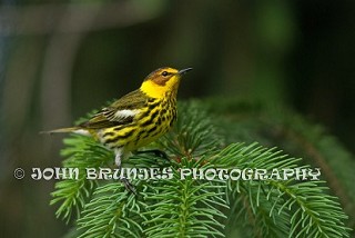 Tennessee's Watchable Wildlife