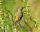 Tennessee's Watchable Wildlife