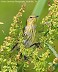 Tennessee's Watchable Wildlife