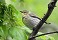 Tennessee's Watchable Wildlife