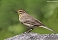 Tennessee's Watchable Wildlife