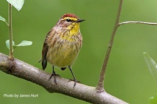 Tennessee's Watchable Wildlife