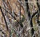 Tennessee's Watchable Wildlife