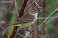 Tennessee's Watchable Wildlife