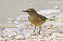 Tennessee's Watchable Wildlife