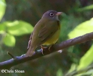 Tennessee's Watchable Wildlife