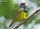 Tennessee's Watchable Wildlife