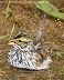 Tennessee's Watchable Wildlife