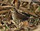 Tennessee's Watchable Wildlife