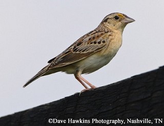 Tennessee's Watchable Wildlife