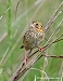 Tennessee's Watchable Wildlife