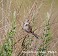 Tennessee's Watchable Wildlife