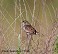 Tennessee's Watchable Wildlife