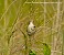 Tennessee's Watchable Wildlife
