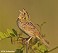 Tennessee's Watchable Wildlife