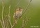 Tennessee's Watchable Wildlife