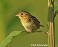 Tennessee's Watchable Wildlife