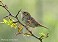 Tennessee's Watchable Wildlife