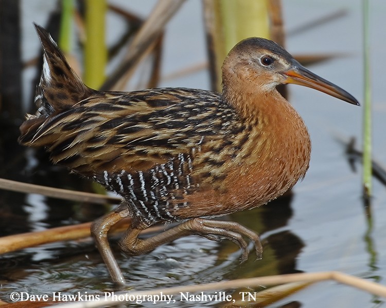 Tennessee Watchable Wildlife King Rail Habitat TENNESSEE